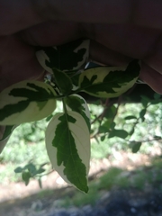 Graptophyllum pictum