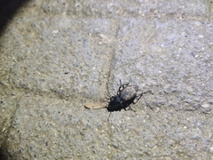 Carabus brandti