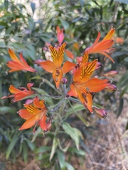 Alstroemeria ligtu simsii