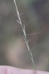 Aristida longespica