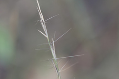 Aristida longespica