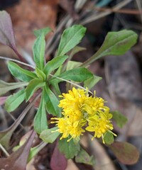 Solidago puberula
