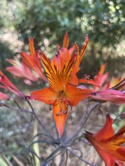 Alstroemeria ligtu simsii