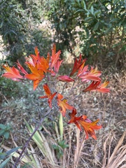 Alstroemeria ligtu simsii
