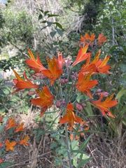 Alstroemeria ligtu simsii