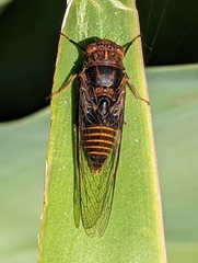 Birrima varians