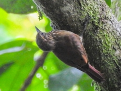 Glyphorynchus spirurus