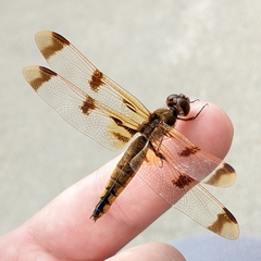 Libellula semifasciata