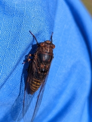 Birrima varians