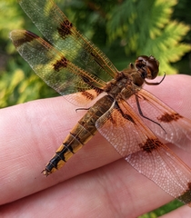 Libellula semifasciata