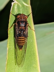 Birrima varians