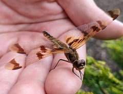 Libellula semifasciata
