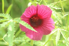 Hibiscus cannabinus