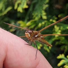 Libellula semifasciata