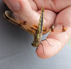 Libellula semifasciata