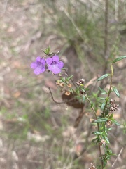 Prostanthera scutellarioides
