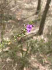 Prostanthera scutellarioides