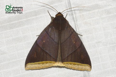 Artena lacteicincta