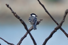 Parus minor commixtus
