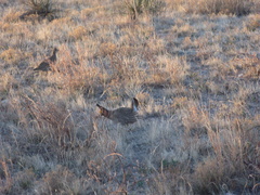 Tympanuchus pallidicinctus