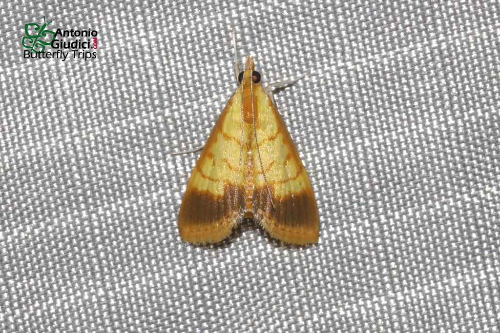 Limbobotys limbolalis