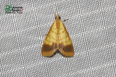 Limbobotys limbolalis