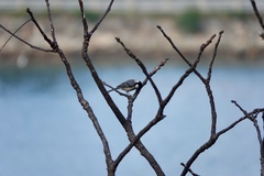 Parus minor commixtus