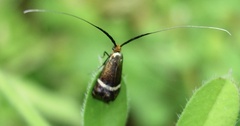 Adela australis