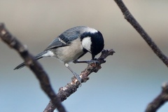 Parus minor commixtus