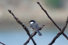 Parus minor commixtus