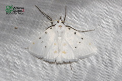 Brihaspa atrostigmella