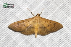 Patania punctimarginalis