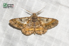 Alcis colorifera