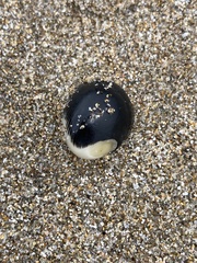 Nerita melanotragus