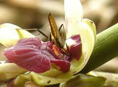 Telostylinus lineolatus