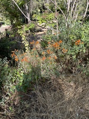 Alstroemeria ligtu simsii