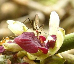 Telostylinus lineolatus