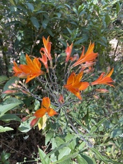 Alstroemeria ligtu simsii