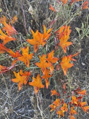 Alstroemeria ligtu simsii