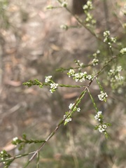 Micromyrtus ciliata