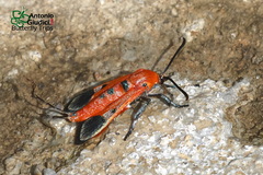 Akaisphecia