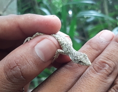 Anolis beckeri