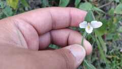 Carlowrightia neesiana