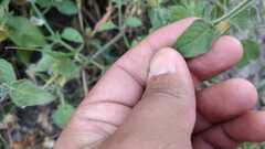 Carlowrightia neesiana