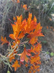 Alstroemeria ligtu simsii