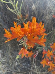 Alstroemeria ligtu simsii