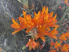Alstroemeria ligtu simsii