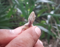 Anolis beckeri