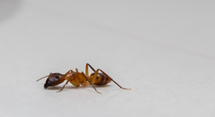 Camponotus vittatus