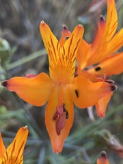 Alstroemeria ligtu simsii